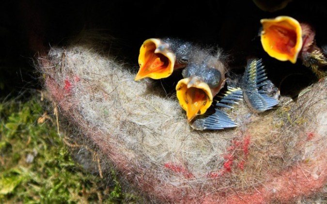 birds-nest-765791_960_720a