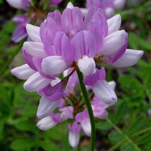 vetch_crown